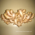 Export New Crop Fresh Good Quality Ginger